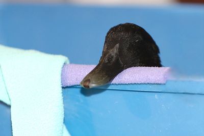 Close-up of black drinking water in swimming pool