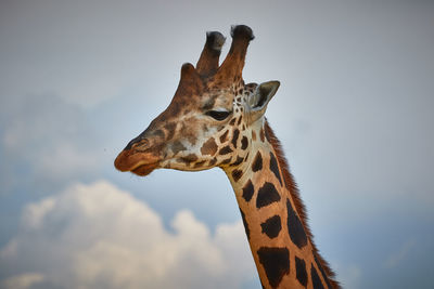 Portrait of a giraffe in murchison falls