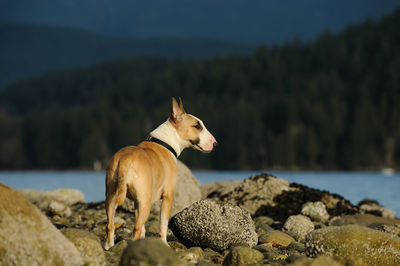 Dog standing on rock against sky