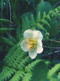 Close-up of white flowers blooming outdoors