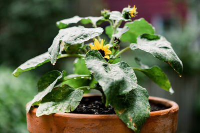 Close-up of potted plant