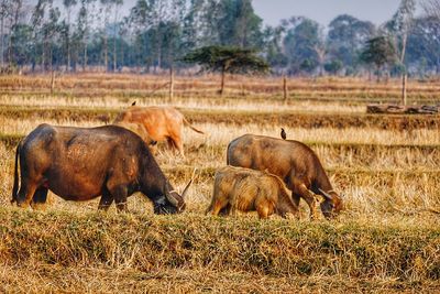 Horses in a field