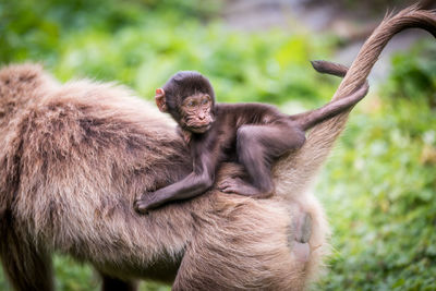 Portrait of monkey