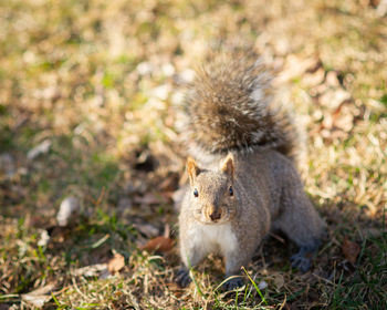 Portrait of squirrel