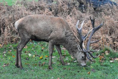 Sheep grazing on grassy field