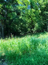 Plants growing on field