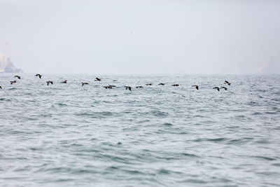 Birds swimming in sea against clear sky