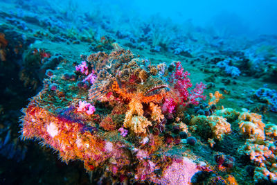 View of coral in sea