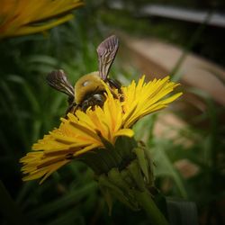 Close-up of insect on yellow flower