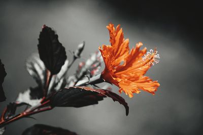 Close-up of orange flower