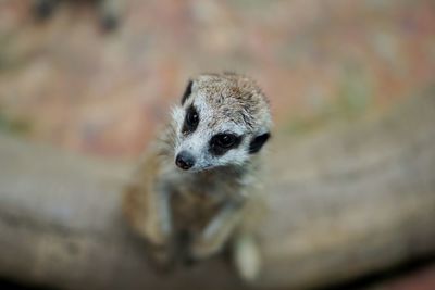 Portrait of an animal