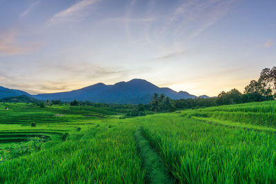 The scenery in the rice fields of bengkulu, indonesia