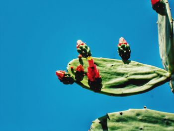 Low angle view of flowers blooming against sky