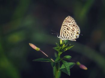Close-up of butterfly pollinating flower