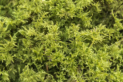 Full frame shot of fresh green leaves