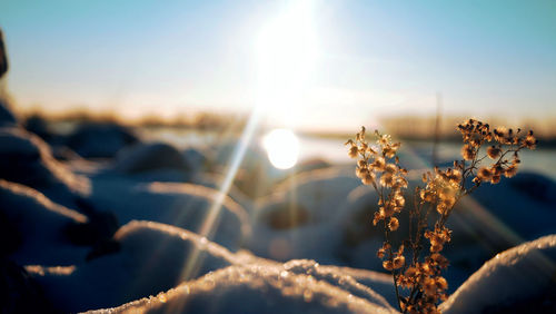 Sun shining through plants