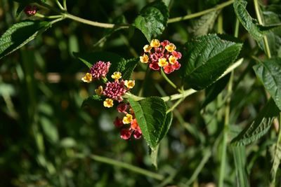 Close-up of red flowering plant