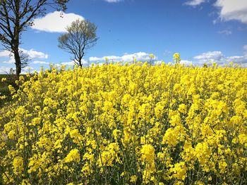 Scenic view of oilseed rape field against sky