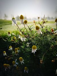 Close-up of yellow flowering plant on field