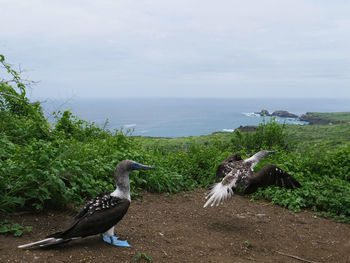 Bird perching on rock by sea against sky