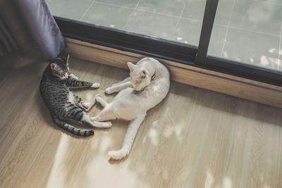 High angle view of cats on wooden floor