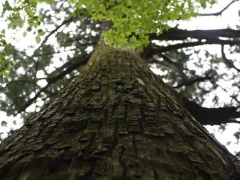 Low angle view of tree trunk