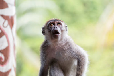 Close-up of monkey