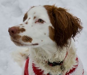 Close-up of dog looking away