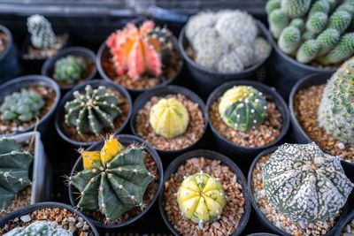 Full frame shot of succulent plants