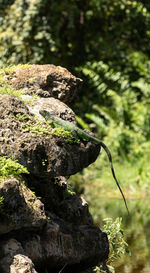 Close-up of rocks in forest