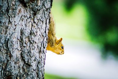 Close-up of squirrel on tree trunk