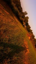 Trees on field against sky