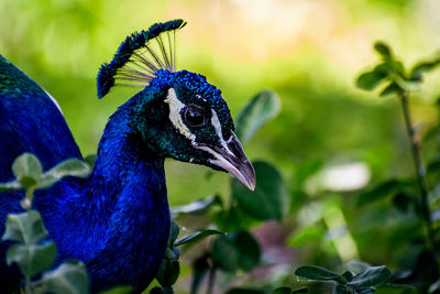 Close-up of a bird