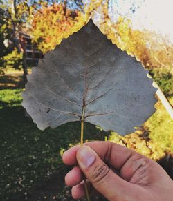 Cropped image of hand holding plant