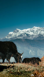 Yak standing on field against sky