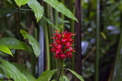 Close-up of red flowers blooming outdoors