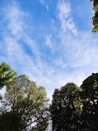 Low angle view of trees against sky