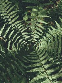 Full frame shot of fern