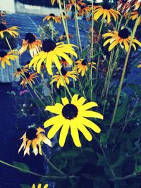 Close-up of yellow flowers