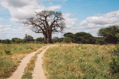 Trees on field against sky