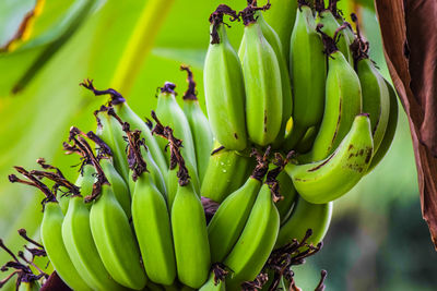 Close-up of banana tree