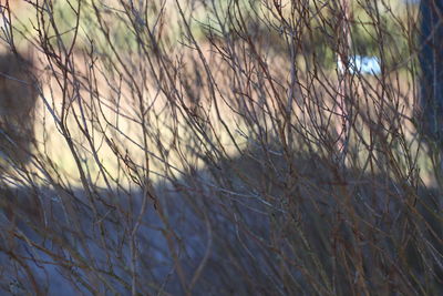 Close-up of grass on field