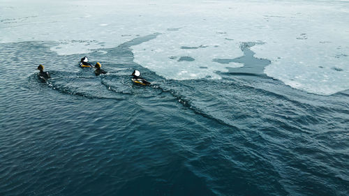 An icy pond with wood ducks swimming through the ice