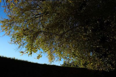 Low angle view of tree against sky