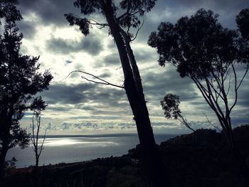 Low angle view of silhouette trees against sky