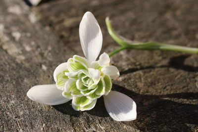 Close-up of white rose flower