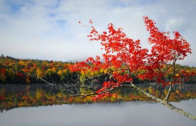 Trees by lake against sky