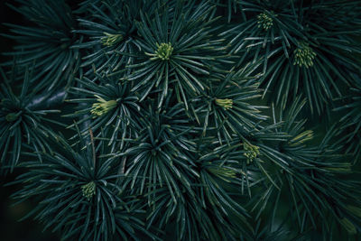 Close-up of pine tree