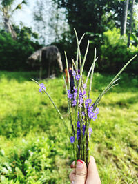 plant