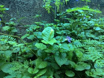 Plants growing in water